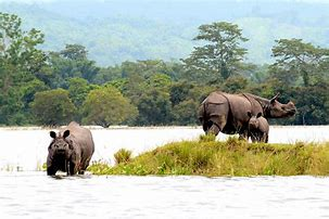 photo of a One-Horned Rhinoceros